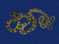 大頭蛇藏品圖，第5張